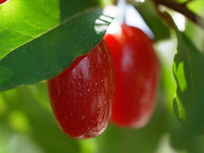 Oliwnik wielokwiatowy SWEET SCARLET Jagoda Gumi Elaeagnus multiflora C5/60-80cm