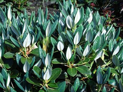 Rhododendron sphaeroblastum var. wumengense Różanecznik /C4 *K19