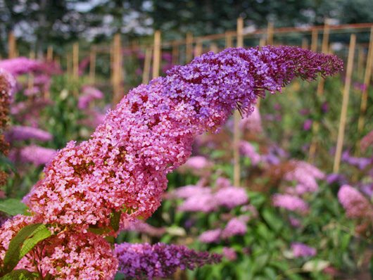 Budleja dawida FLOWER POWER 'Bicolor' dwukolorowa /C2 *K14w6