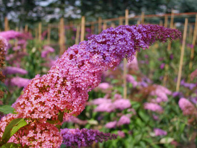 Budleja dawida FLOWER POWER 'Bicolor' dwukolorowa /C2 *K14w6