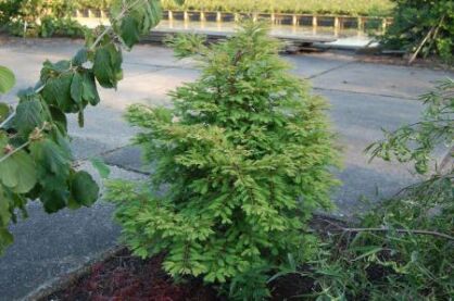 Metasekwoja karłowa HAMLET'S BROOM Metasequoia glyptostroboides C5/40-50cm *K8