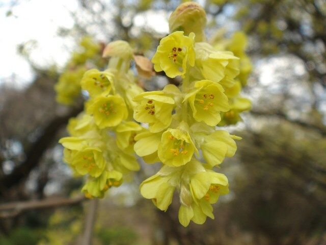 Leszczynowiec chiński SPRING PURPLE Corylopsis sinensis C3/40-80cm *K13