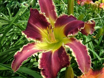 Liliowiec EIGHT MILES HIGH Hemerocallis