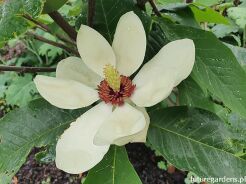 Magnolia wieseneri CHARM & FRAGRANCE C5/1,3m *TP