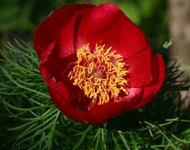 Piwonia delikatna (wąskolistna) Paeonia tenuifolia /P11