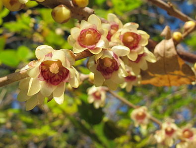 Zimokwiat wczesny CONCOLOR Chimonanthus praecox Winter Sweet C2/20-30cm *T63