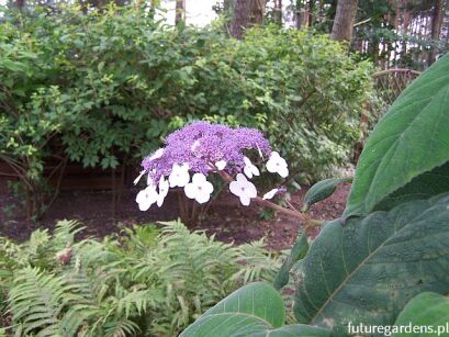 Hortensja kosmata SARGENTIANA Hydrangea aspera /C2