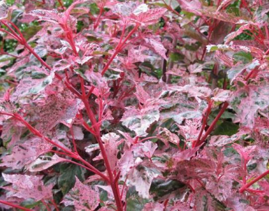 Klon wyrazisty RED FLAMINGO Acer conspicuum C3/1,6-1,8m *K11