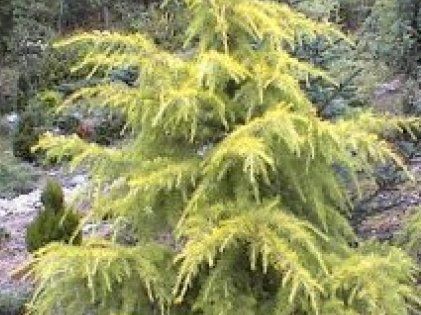 Cedr himalajski GOLDEN HORIZON Cedrus deodara C3/30cm *T69