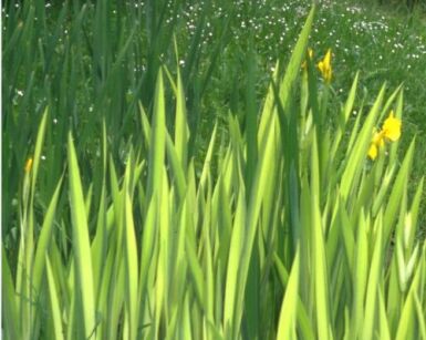 Kosaciec ŻÓŁTY VARIEGATA Irys Iris pseudacorus /C5 *K7