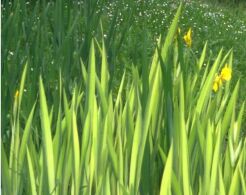 Kosaciec ŻÓŁTY VARIEGATA Irys Iris pseudacorus /C5 *K7
