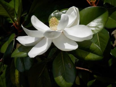 Magnolia grandiflora GALISSONNIERE Magnolia wielkokwiatowa Zimozielona C5/60-80cm *T32