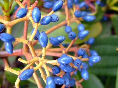 Kalina zimozielona ANGUSTIFOLIUM 6-letnia Viburnum davidii C5/60cm *K8