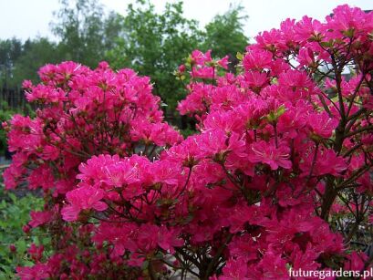 Azalia różowa KNAP-HILL 14-letnia Rhododendron C4/100cm