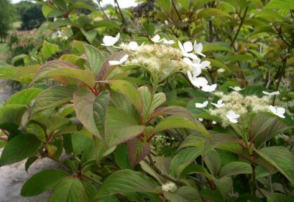 Hortensja miękkowłosa SNOW CAP Hydrangea heteromalla /C3