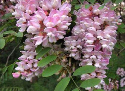 Robinia slavinii HILLIERI C3/80-100cm *K15