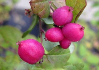 Śnieguliczka Doorenbosa MAGIC BERRY Symphoricarpos ×doorenbosii /C5