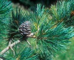 Sosna limba Pinus cembra C3-P15/20-30cm *4K