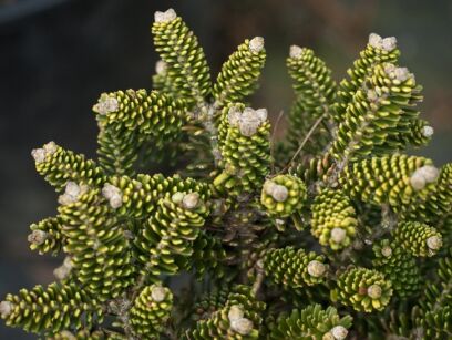 Karłowa jodła koreańska OBERON Abies koreana 