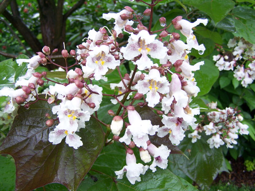  Catalpa erubescens Surmia Katalpa C2/1,2m *K8