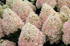 Hortensja wiechowata Sweet Summer 'Bokrathirteen'  Hydrangea paniculata /C7,5 *K17