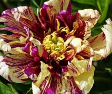 Piwonia ITOH LOLLIPOP Paeonia ITOH  /C4 *T1