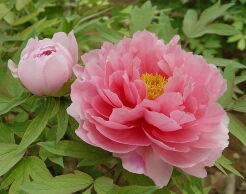 Piwonia drzewiasta SEIDAI (różowa) Paeonia suffruticosa /C4 *K9