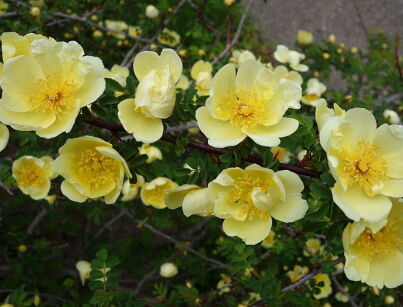 Róża dzika żółta Rosa hugonis, zaszczepiona - goły korzeń *KO
