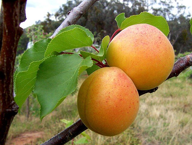 Morela ansu Prunus ansu Prunus armeniaca var. ansu C5/80-100cm *K8