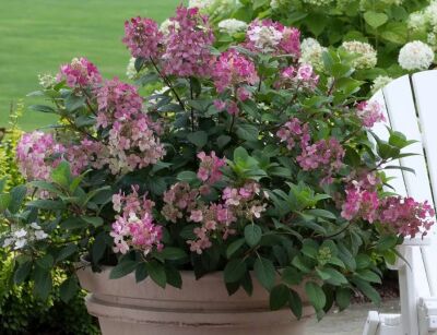 Hortensja wiechowata 'SMHPFL' Little Quick Fire® Hydrangea paniculata /C3 *K18
