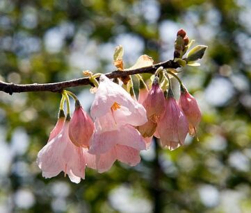 Ośnieża karolińska ARNOLD PINK Halesia carolina Halesia monticola C2/40-60cm