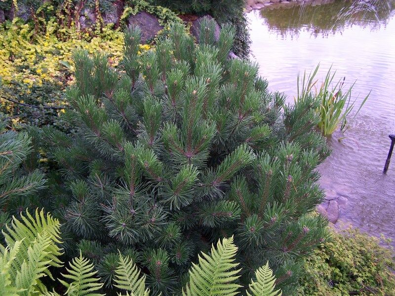 Kosodrzewina żywopłotowa Pinus mugo subsp.uncinata C7,5/60cm