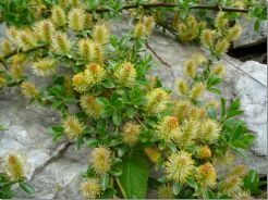  Wierzba płożąca Salix nakamurana var. yezoalpina /C2 *20K