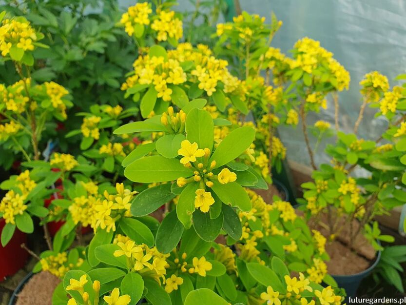 Wawrzynek gemmata 7-letni Daphne gemmata C4/30-40cm *T18
