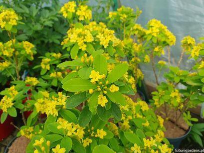 Wawrzynek gemmata 7-letni Daphne gemmata C4/30-40cm *T18