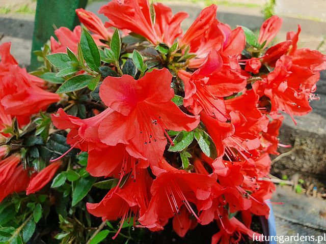 Azalia botaniczna nakaharae Rhododendron nakaharae /C3 *T1