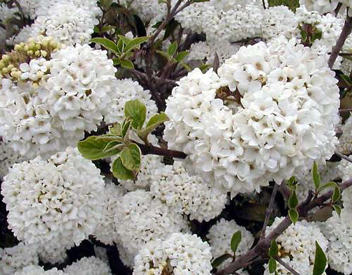 Kalina Burkwooda CONOY Viburnum ×burkwoodii C5/40-60cm *K14