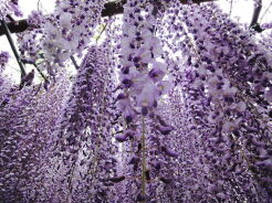 Wisteria floribunda DOMINO syn. 'Issai' Glicynia kwiecista /C2 *27T
