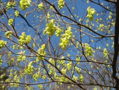 Leszczynowiec nagi  Corylopsis glabrescens C3/50cm