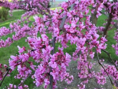 Judaszowiec południowy Cercis siliquastrum C7,5/1,4m *K15