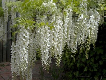 Wisteria floribunda SNOW SHOWERS 'Shiro-noda' ALBA Glicynia kwiecista C9/1,6-1,8m *K8