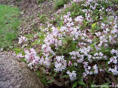 Żylistek karłowy YUKI CHERRY BLOSSOM 'NCDX2' Deutzia C3/40cm *K17