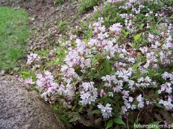 Żylistek karłowy YUKI CHERRY BLOSSOM 'NCDX2' Deutzia C3/40cm *K17