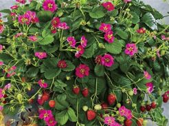 Truskawka ozdobna RED BEAUTY  Fragaria /P9