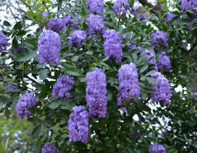 Wisteria macrostachya BLUE MOON Glicynia amerykańska C2/60cm *T35