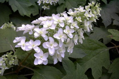 Hortensja dębolistna SNOW GIANT Hydrangea quercifolia