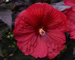Hibiscus wielkokwiatowy HOLY GRAIL Ketmia /C5