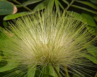 Albizia lebbeck /P9
