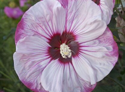 Hibiscus wielkokwiatowy CHERRY CHOCO LATTE Ketmia Hibiskus /C5 *K8