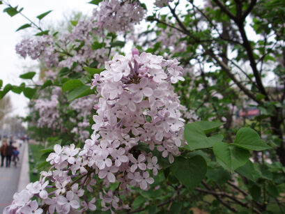 Lilak wczesny Syringa oblata C3/30-40cm *K8